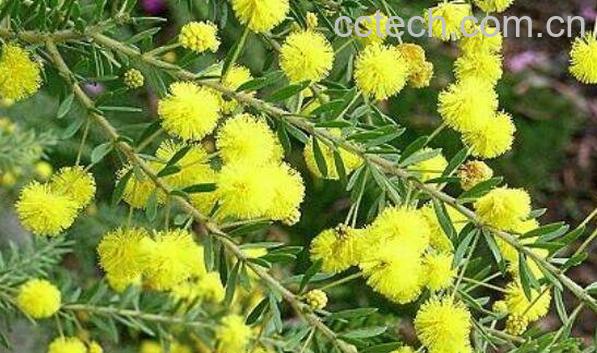 藤金合欢的功效与作用 藤金合欢的药用价值-1