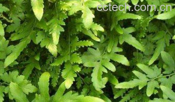 金根藤的作用与功效-1