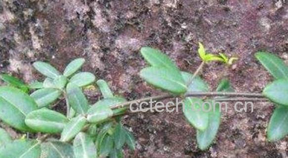 金根藤的作用与功效-0