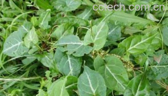 夜交藤的功效与作用 夜交藤的副作用-0