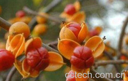 南蛇藤果的功效与作用 南蛇藤果的禁忌-1