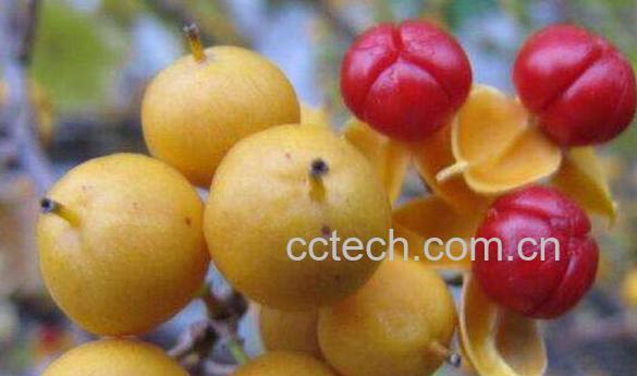 南蛇藤果的功效与作用 南蛇藤果的禁忌-0