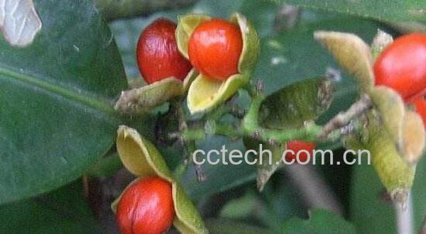 南蛇藤果与合欢花的区别-0