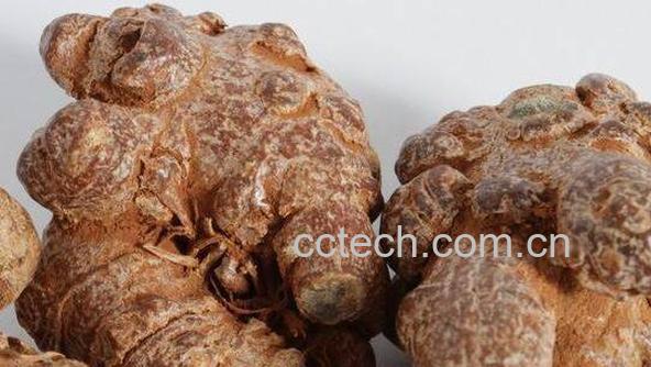 文山三七的功效与作用-0