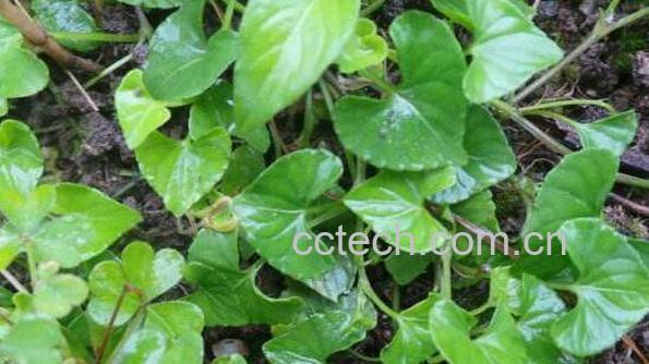 犁头草每天能泡水喝吗 犁头草泡水喝的功效-0