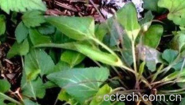 犁头草每天能泡水喝吗 犁头草泡水喝的功效-1