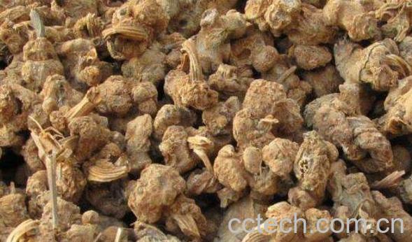 三七根的功效与作用 三七根怎么吃-1