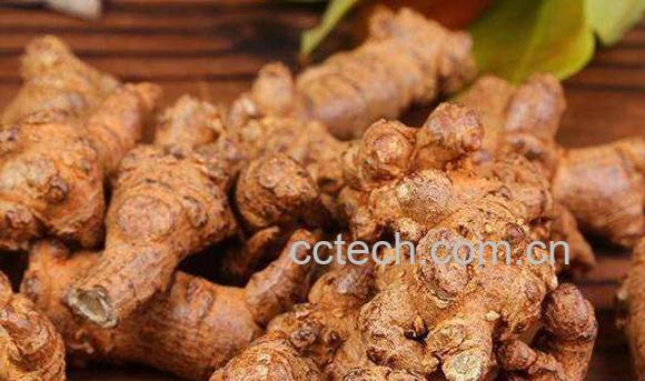 三七根的功效与作用 三七根怎么吃-0