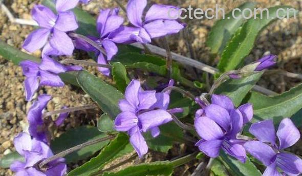 紫花地丁的功效与作用 紫花地丁的药用价值-0