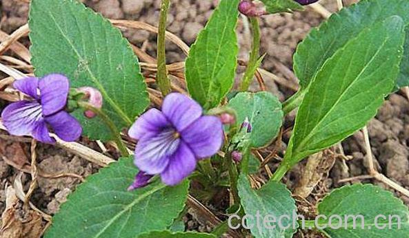 紫花地丁的功效与作用 紫花地丁的药用价值-1