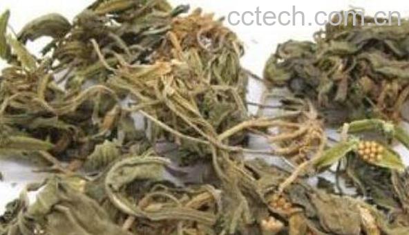 紫花地丁泡水喝的功效-1