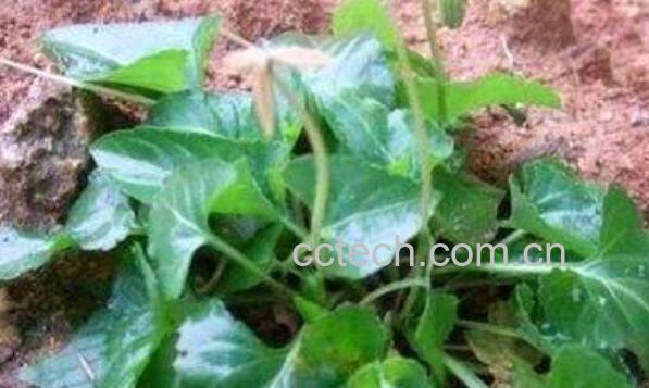 犁头草的功效与作用 犁头草有什么药用价值-1