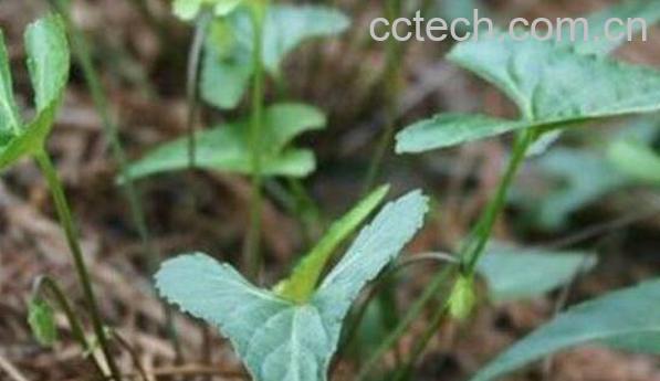 犁头草的功效与作用 犁头草有什么药用价值-0