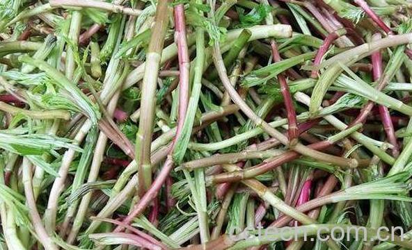 泥蒿的功效与作用 泥蒿的危害-0