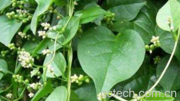 藤三七花的功效与作用-1