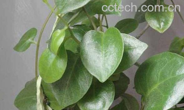 藤三七花的功效与作用-0