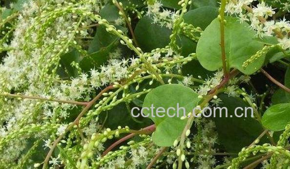 藤三七的功效与作用 藤三七好还三七好-0