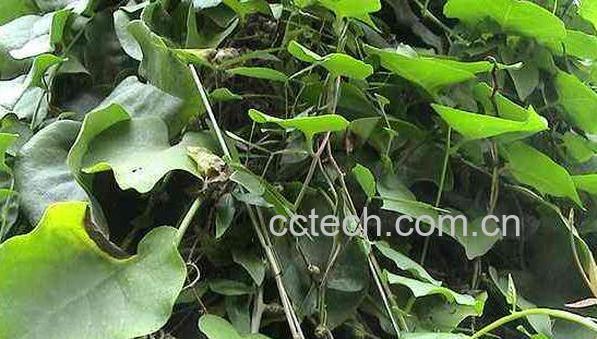 藤三七的功效与作用 藤三七好还三七好-1