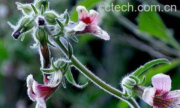 地黄花怎么吃 地黄花能泡水喝吗-0