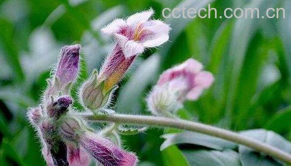 地黄花怎么吃 地黄花能泡水喝吗-1