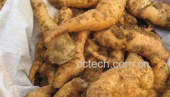 地黄的功效与作用及药用价值-1