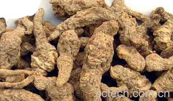 地黄的功效与作用及药用价值-0