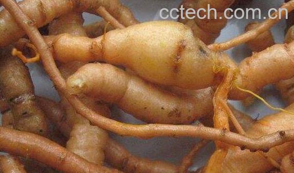 野生地黄怎么吃 野生地黄的用法与用量-0