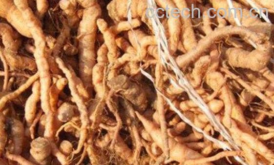 野生地黄怎么吃 野生地黄的用法与用量-1