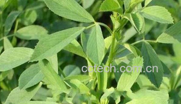 木蓄草的功效与作用-0