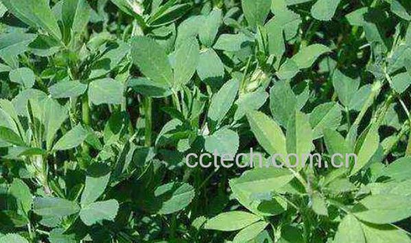 木蓄草的功效与作用-1