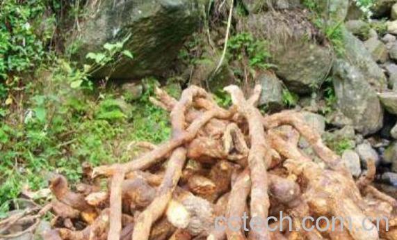 猕猴桃根怎么煮才正确 猕猴桃根要煮多久-1