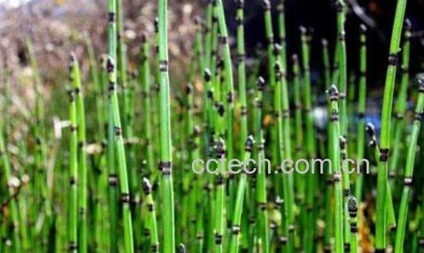 木贼的功效与作用及药用价值-1