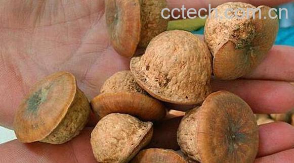 风流果的功效和作用 风流果能壮阳吗-1