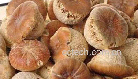 风流果怎么泡酒 风流果泡酒作用-1