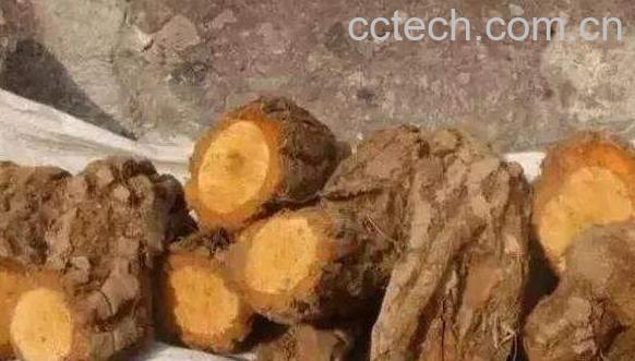 猕猴桃根怎么泡水喝 猕猴桃根可以长期喝吗-0