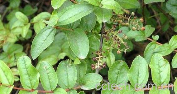 马桑根的功效与作用 马桑根可以泡酒吗-0