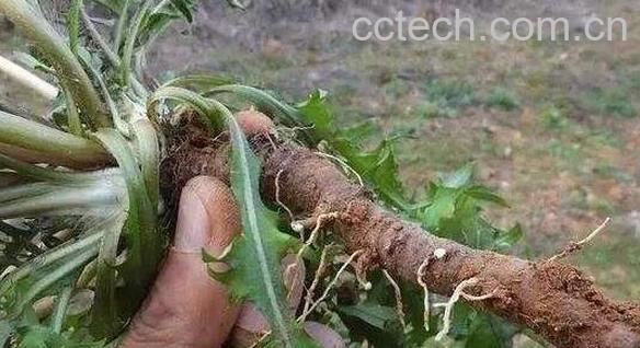 蒲公英根怎么腌制 蒲公英咸菜怎么腌好吃-0