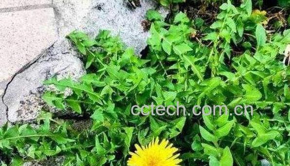 蒲公英根怎么腌制 蒲公英咸菜怎么腌好吃-1