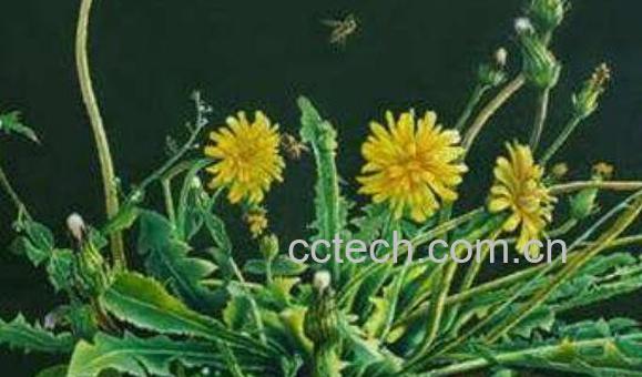 多裂蒲公英可以吃吗 新鲜的蒲公英怎么吃-0