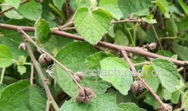 地桃花的药性及功效 地桃花的副作用-0