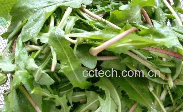 多裂蒲公英可以吃吗 新鲜的蒲公英怎么吃-1