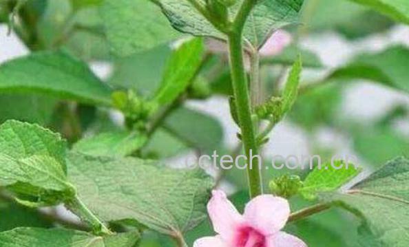 地桃花的药性及功效 地桃花的副作用-1