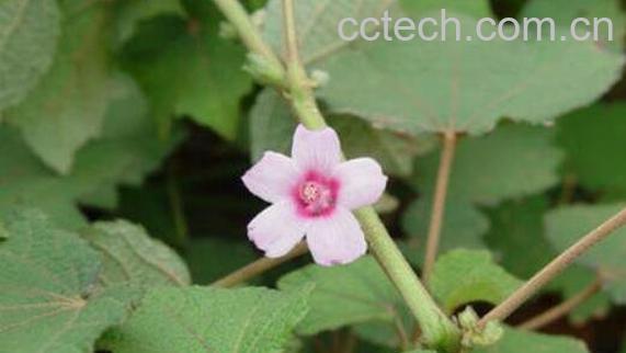 地桃花的功效与作用 地桃花的药用价值-0