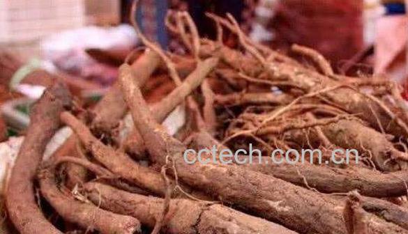 牛网刺根的功效与作用-0