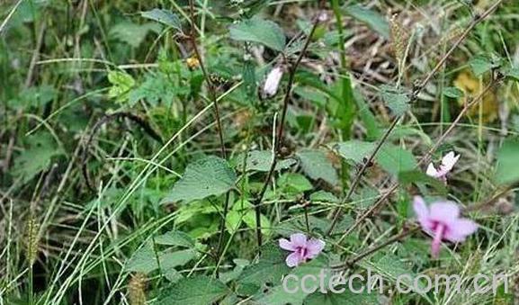 地桃花的功效与作用 地桃花的药用价值-1