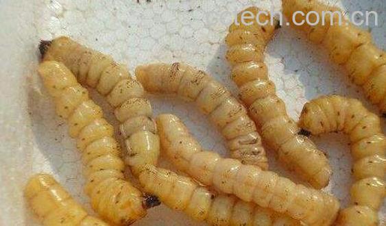 牛王刺虫有什么功效-0