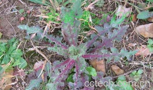 牛网刺根的功效与作用-1