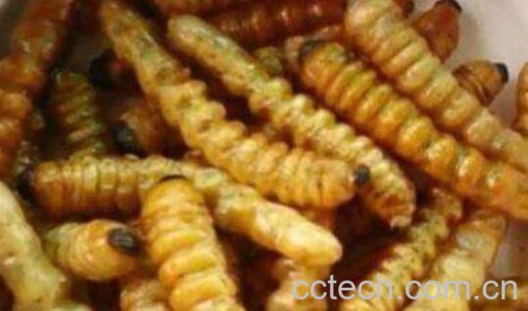 牛王刺虫有什么功效-1