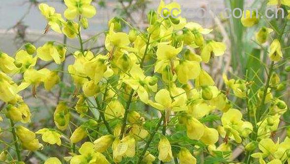 黄牛刺树的药用价值与功效作用-1