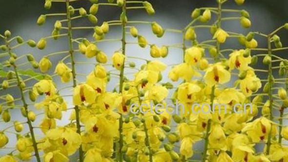 黄牛刺树的药用价值与功效作用-0